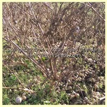 Mountain Pima Tomatillo