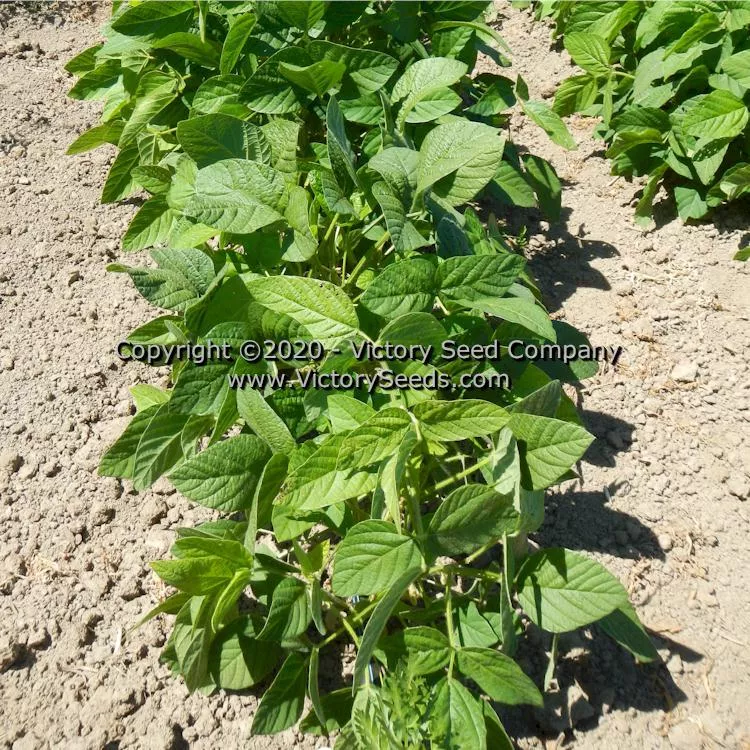 Kenko Soybean