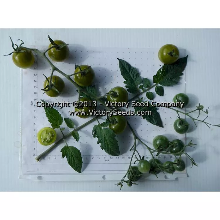 Green Doctors Tomato