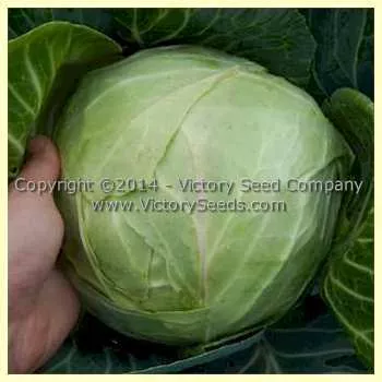 Copenhagen Market Cabbage