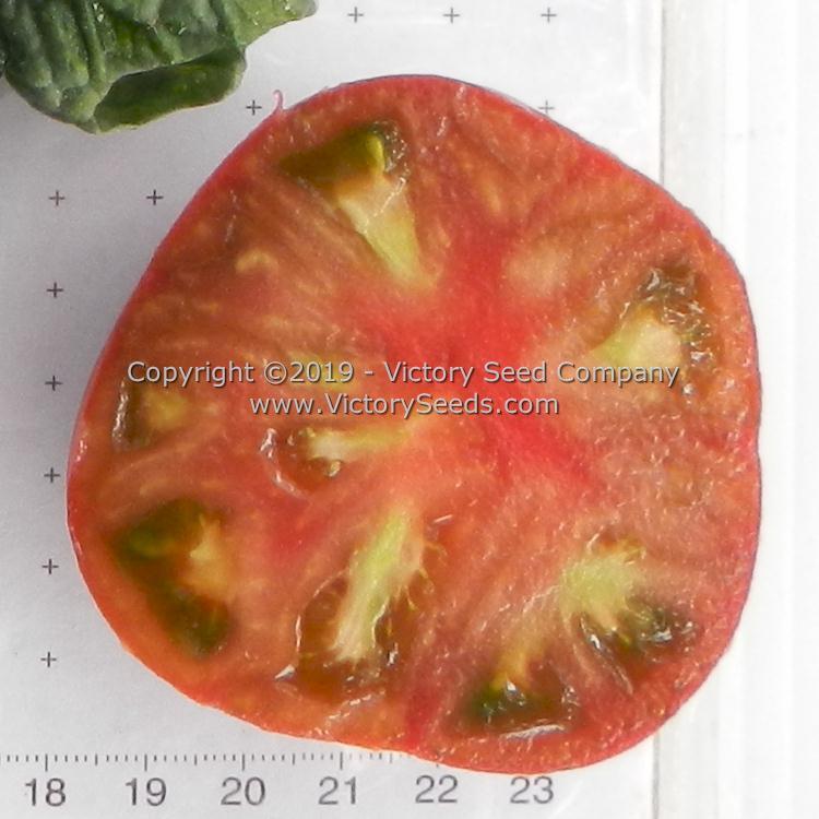 Dwarf Vince's Haze Tomato