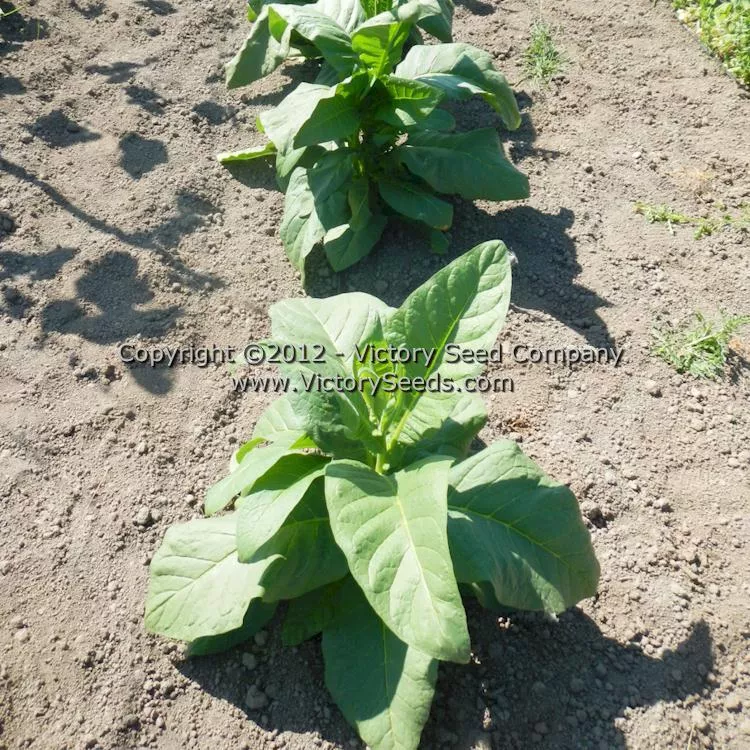 Connecticut Broadleaf Tobacco