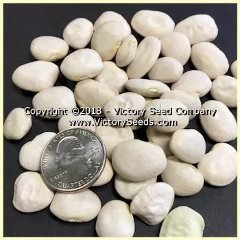 Fordhook 242 Bush Lima Bean