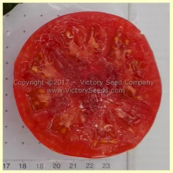 Willa's Cariboo Rose Tomato