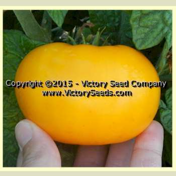 Banksia Queen Tomato