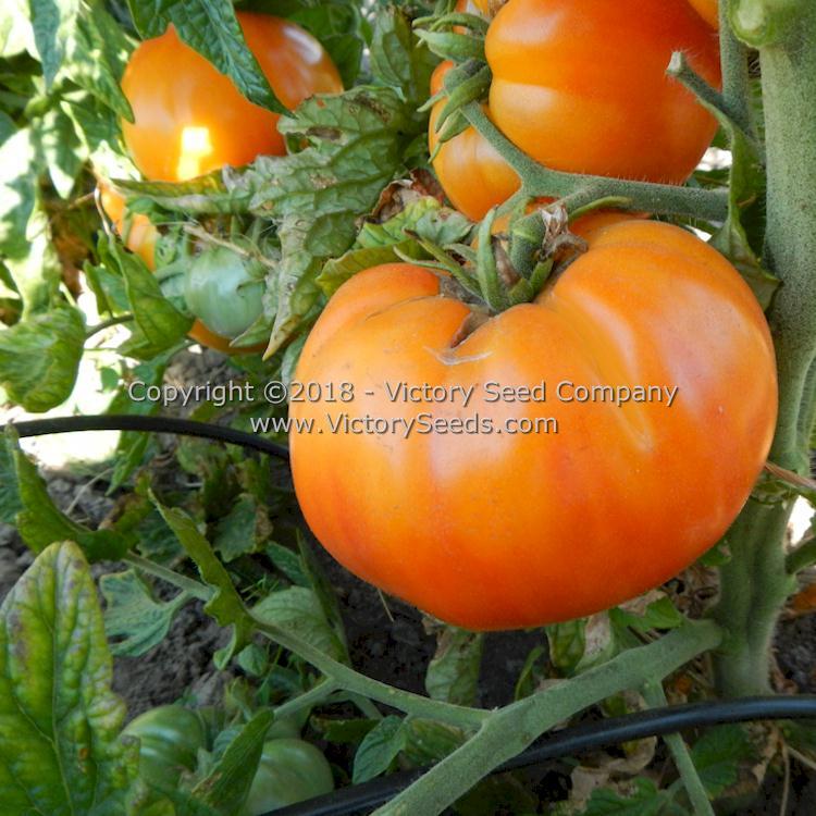 Dwarf Awesome Tomato
