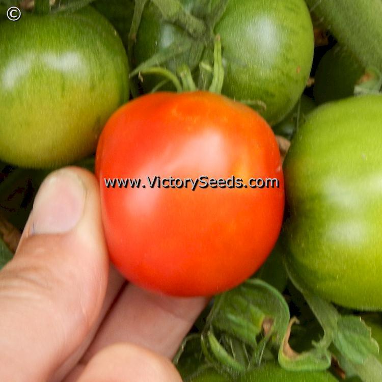 Iditarod Red Tomato