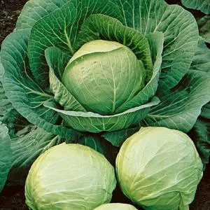 Early Round Dutch Cabbage