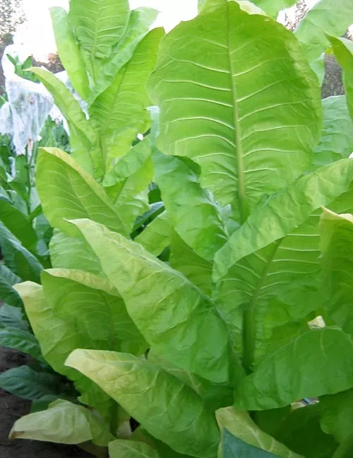 Burley 64 Tobacco