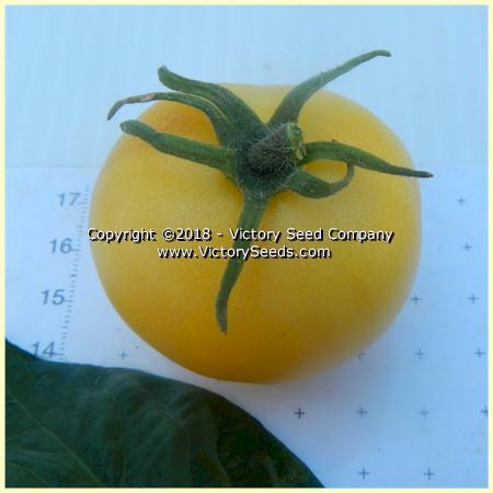 Dwarf Barossa Moon Tomato