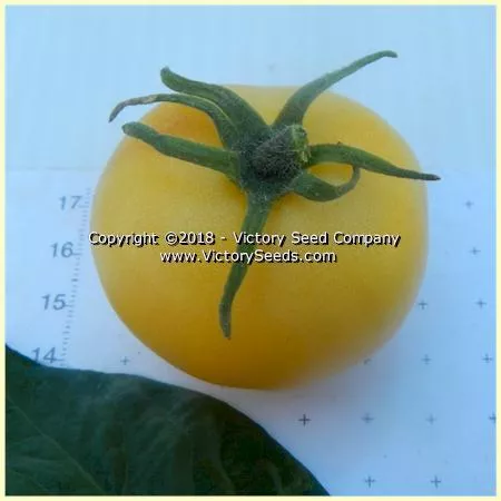 Dwarf Barossa Moon Tomato