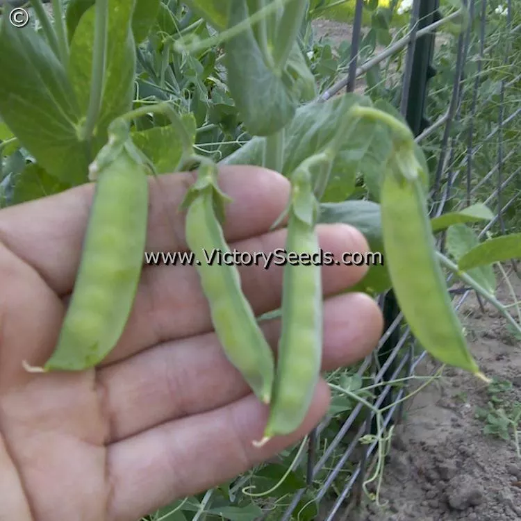 Willet's Wonder Pea