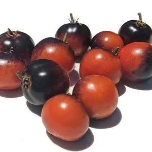 Zimmertomate Blau Tomato