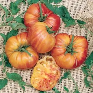 Big Rainbow Tomato