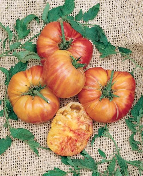 Big Rainbow Tomato