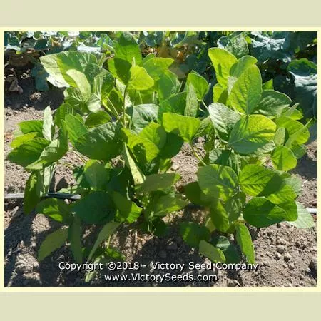 Karikachi 3 Soybean