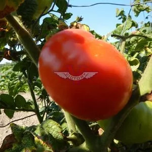 Dwarf Harmonic Convergence Tomato