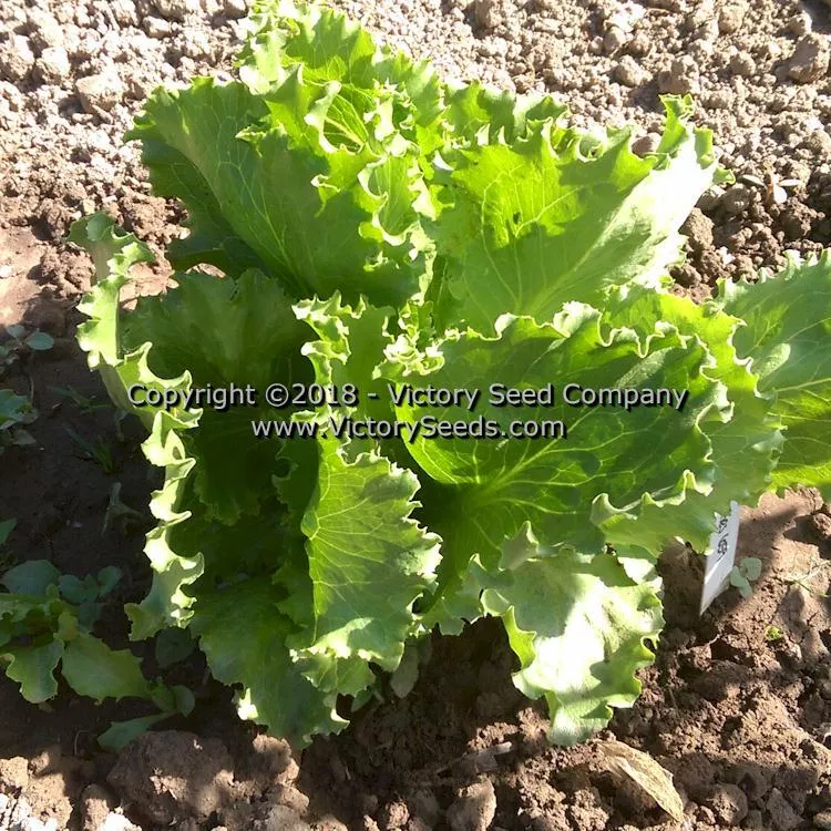 Great Lakes 659 Head Lettuce