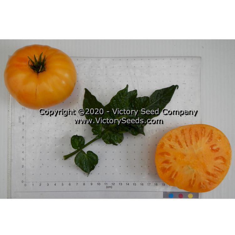 Dwarf Tanager Tomato
