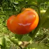 Sweet Scarlet Dwarf Tomato