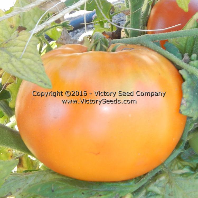 Loxton Lad Tomato