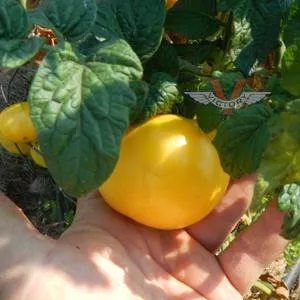 Dwarf Phyl's Ivory Beauty Tomato