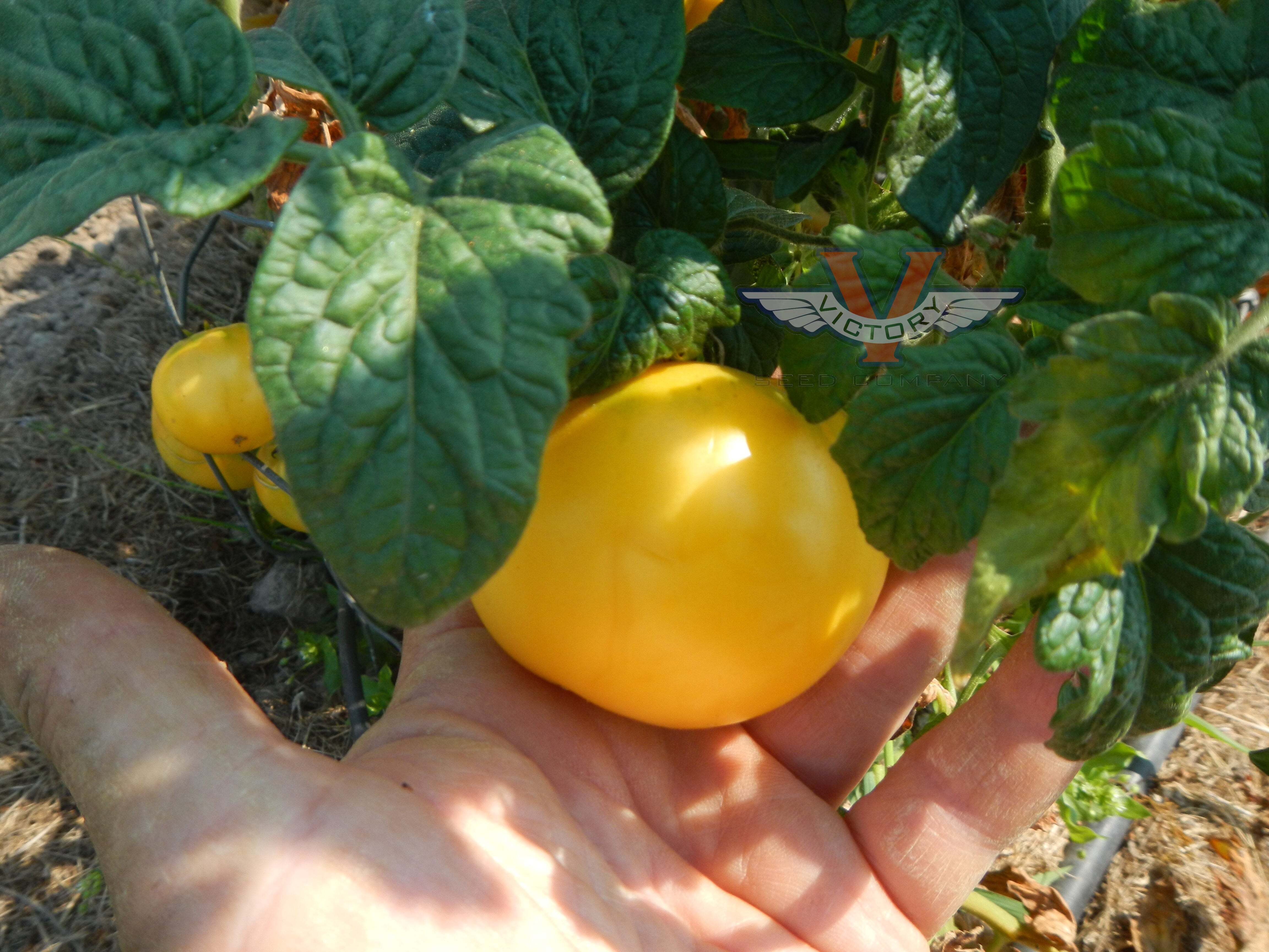 Dwarf Phyl's Ivory Beauty Tomato