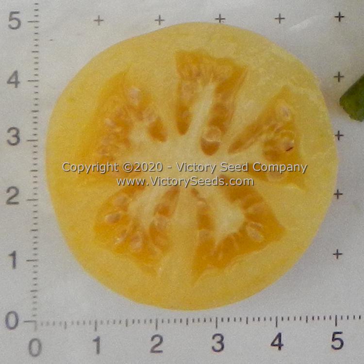 Dwarf Marong Moon Tomato