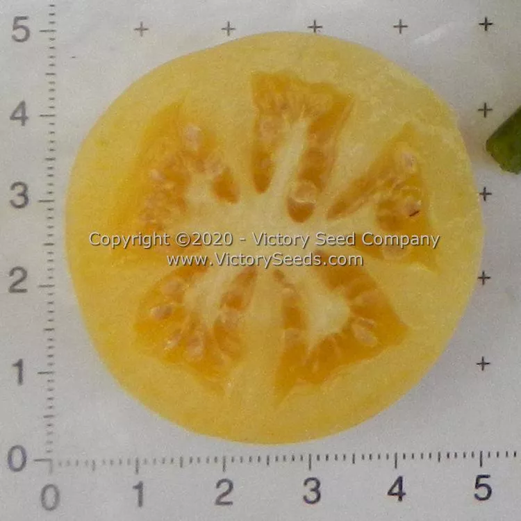 Dwarf Marong Moon Tomato