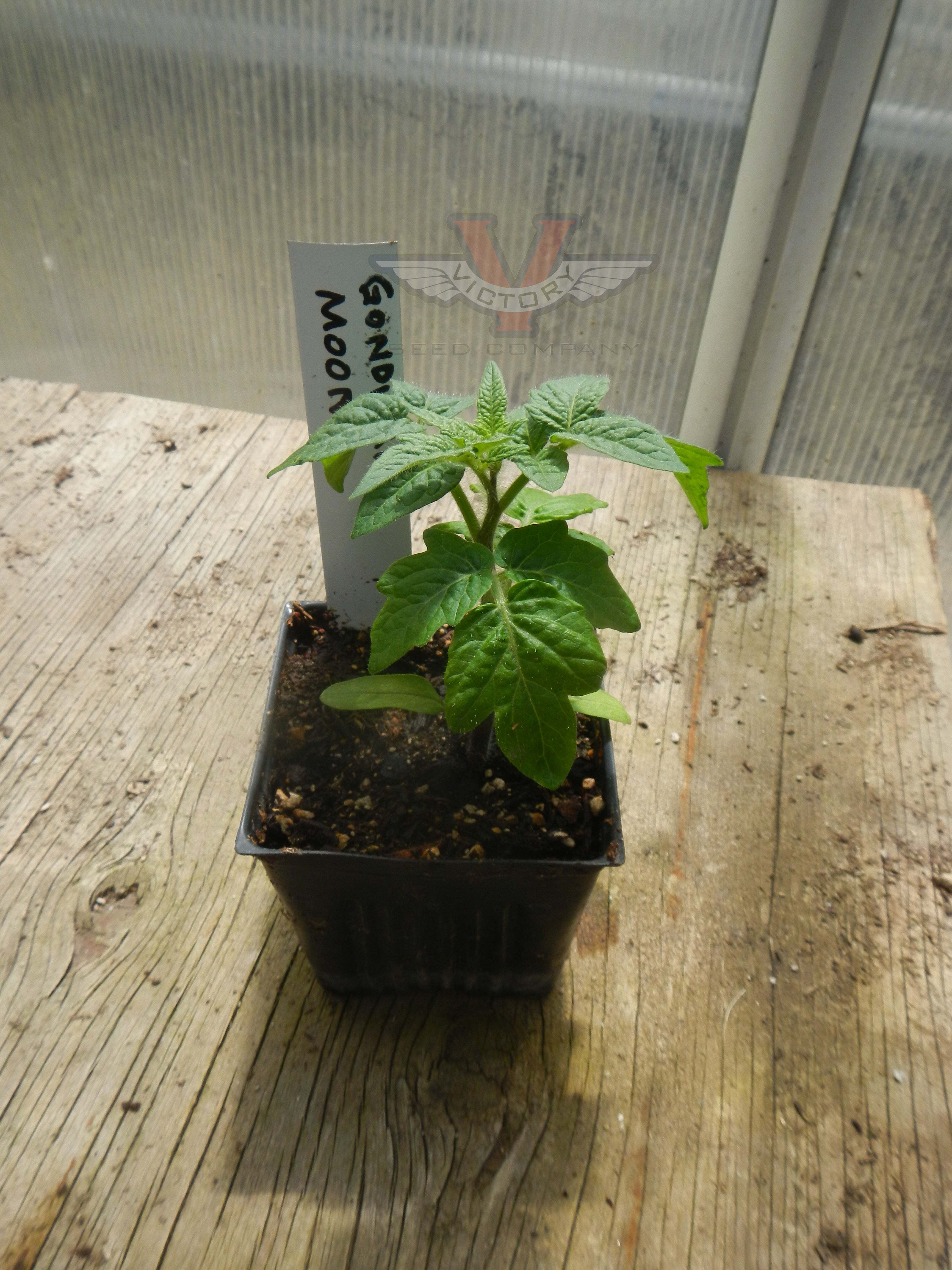 Gondwana Moon Tomato
