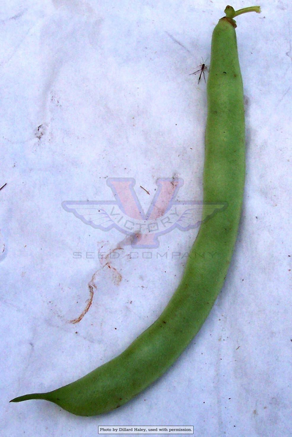 Bountiful Garden Bean