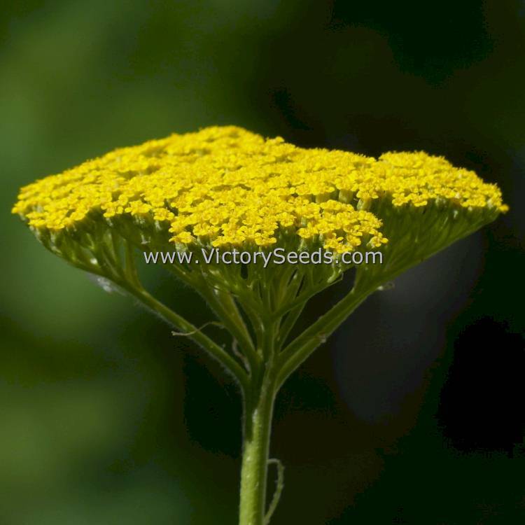 Yarrow, Gold