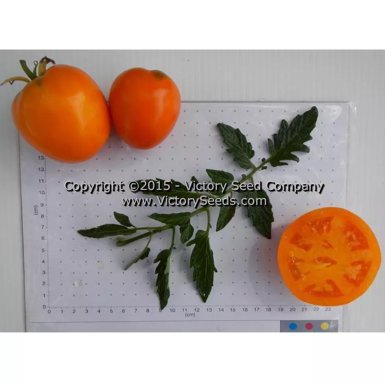 Faribo Golden Heart Tomato
