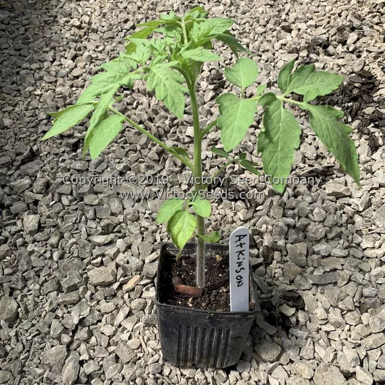 Atkinson Tomato