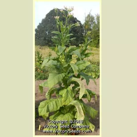 Hickory Pryor Tobacco