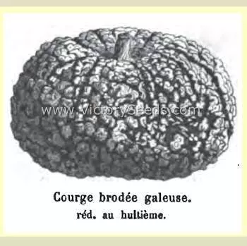Galeux d' Eysines Winter Squash
