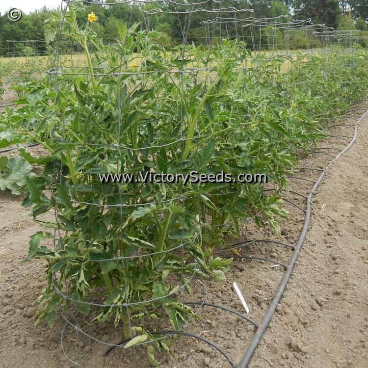 Aker's West Virginia Tomato