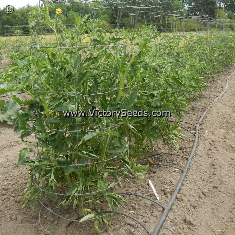 Aker's West Virginia Tomato