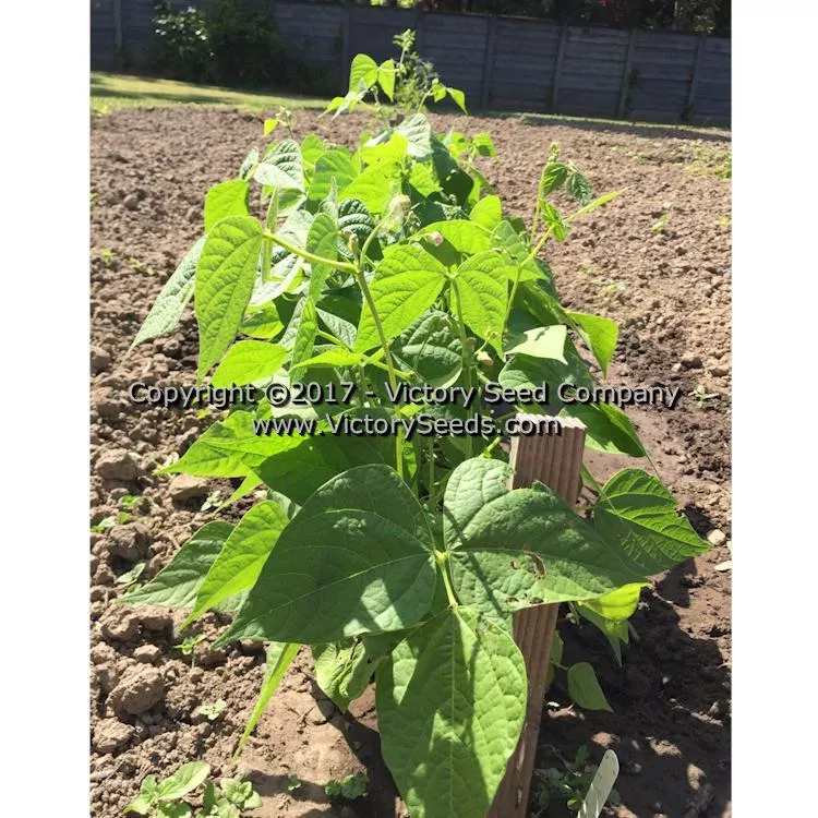 Improved Tendergreen Bush Green Garden Bean