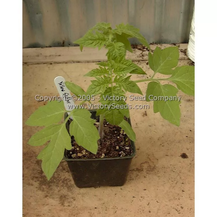 Yellow Stuffer (aka Golden Stuffer) Tomato
