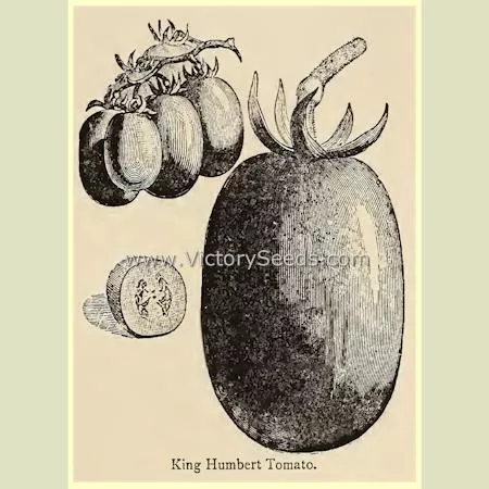 King Humbert (Roi Umberto) Tomato