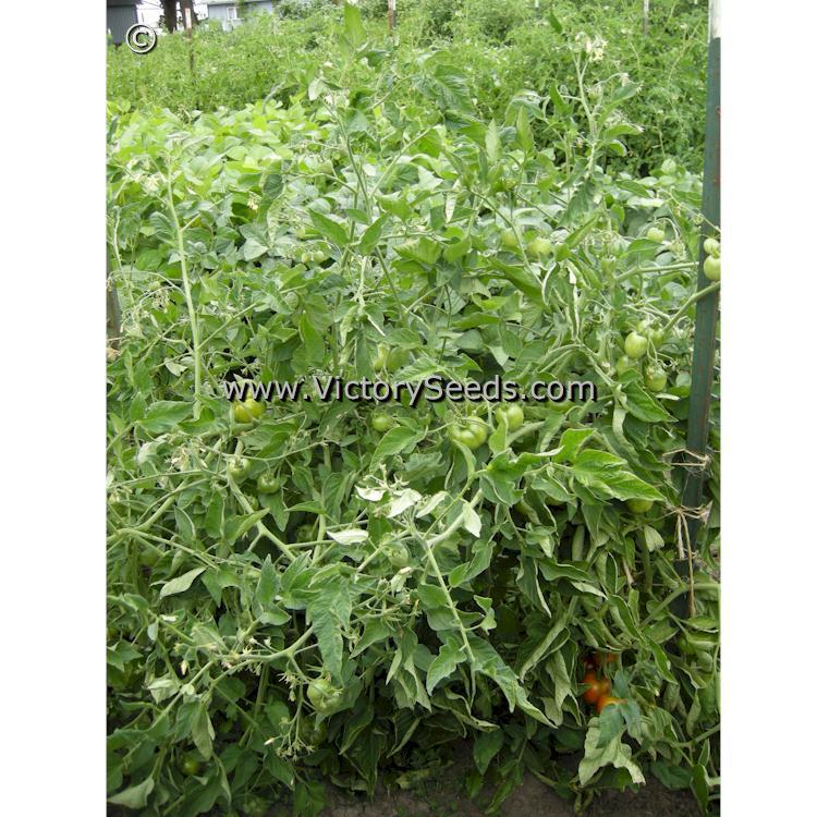 Stupice Tomato