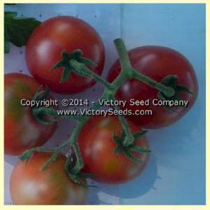 Early Detroit No. 17 Tomato