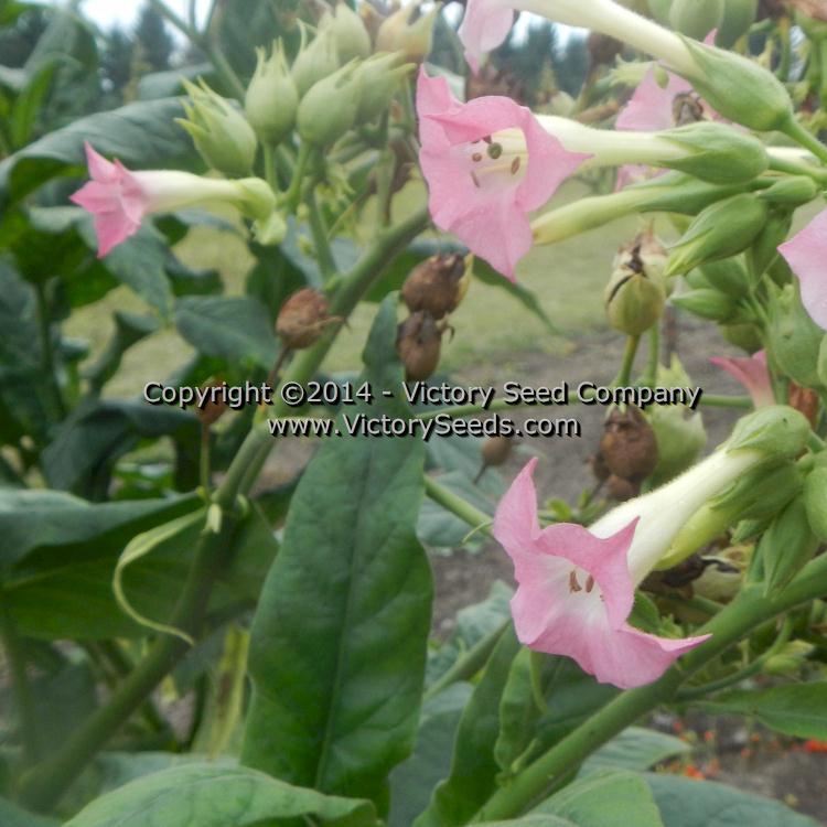 Bonanza Tobacco
