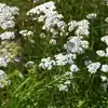 Yarrow, White