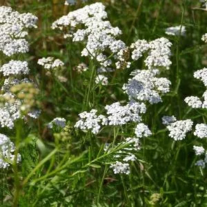Yarrow, White