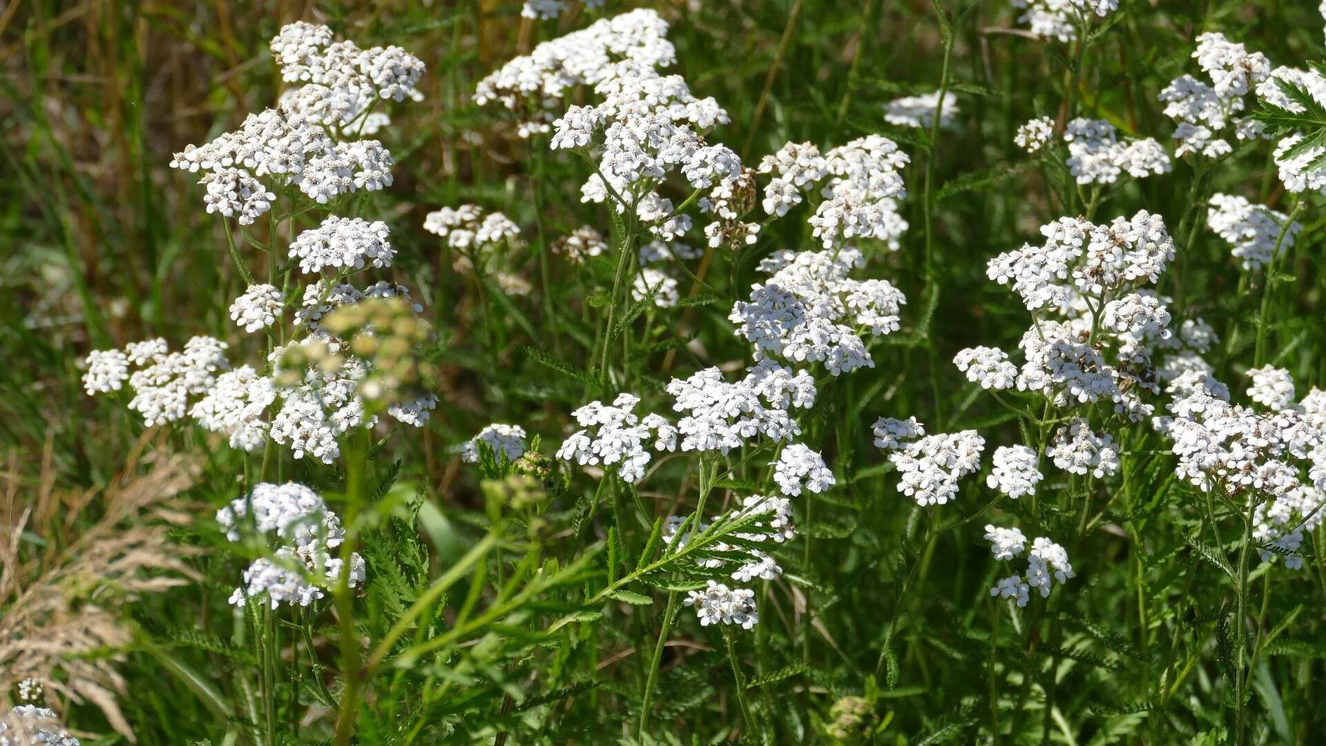 Yarrow, White