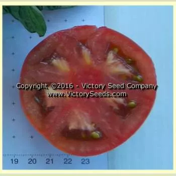 Dwarf Wild Spudleaf Tomato