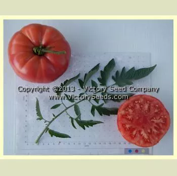 Tennessee Britches Tomato