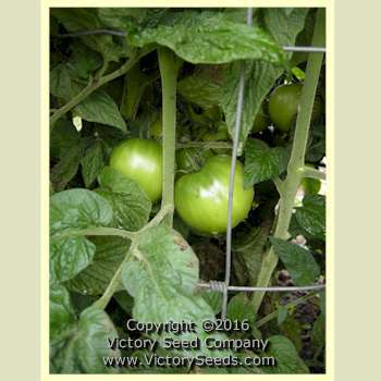 Dwarf Beryl Beauty Tomato